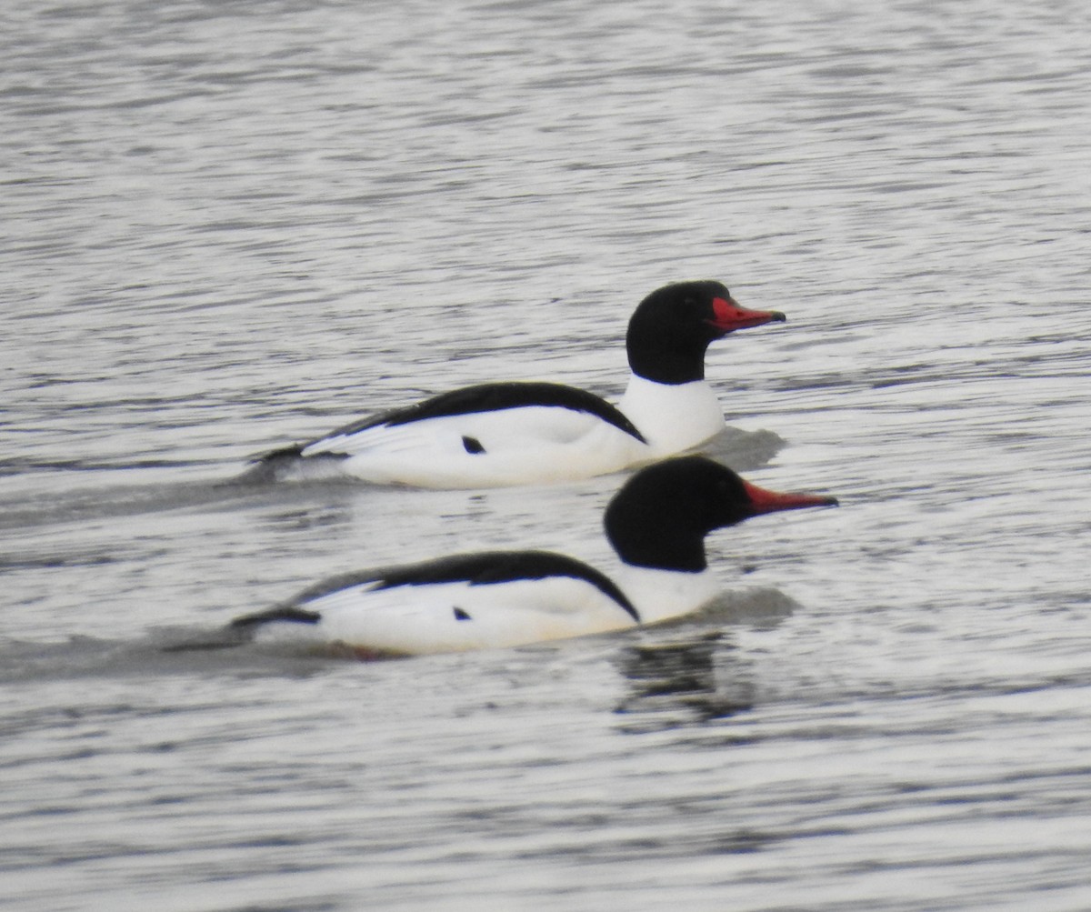 Common Merganser - ML137589411