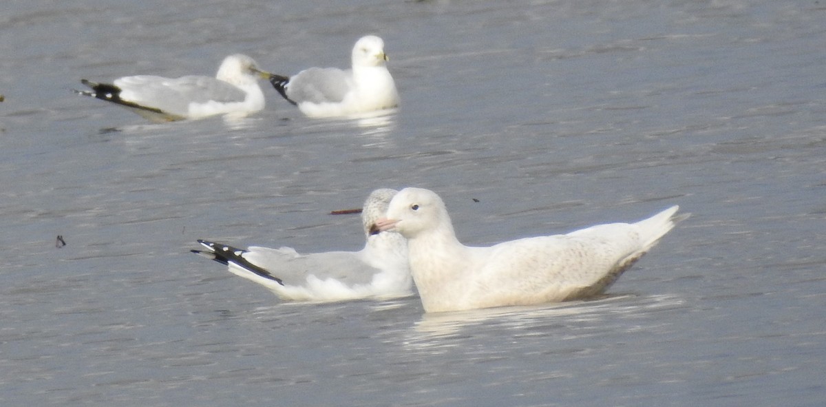 Glaucous Gull - ML137589571