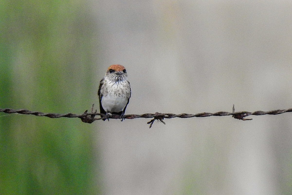 Streak-throated Swallow - ML137589831