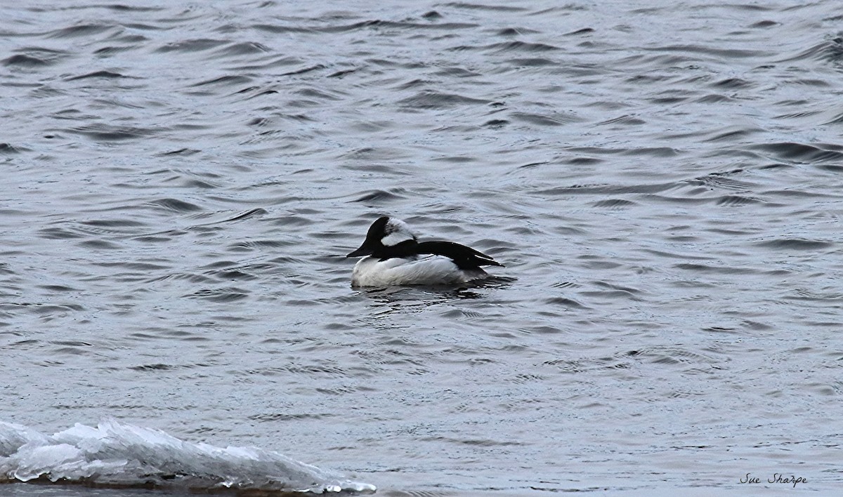 Bufflehead - ML137591581