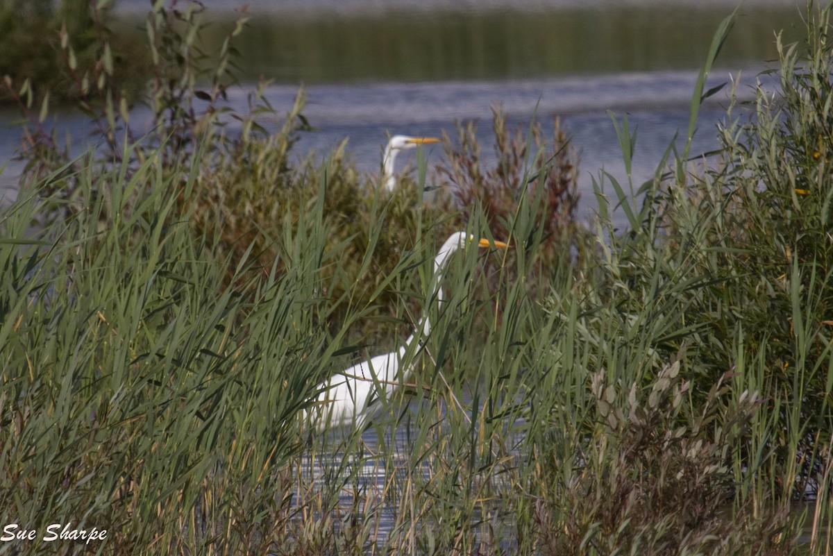 Great Egret - ML137591971