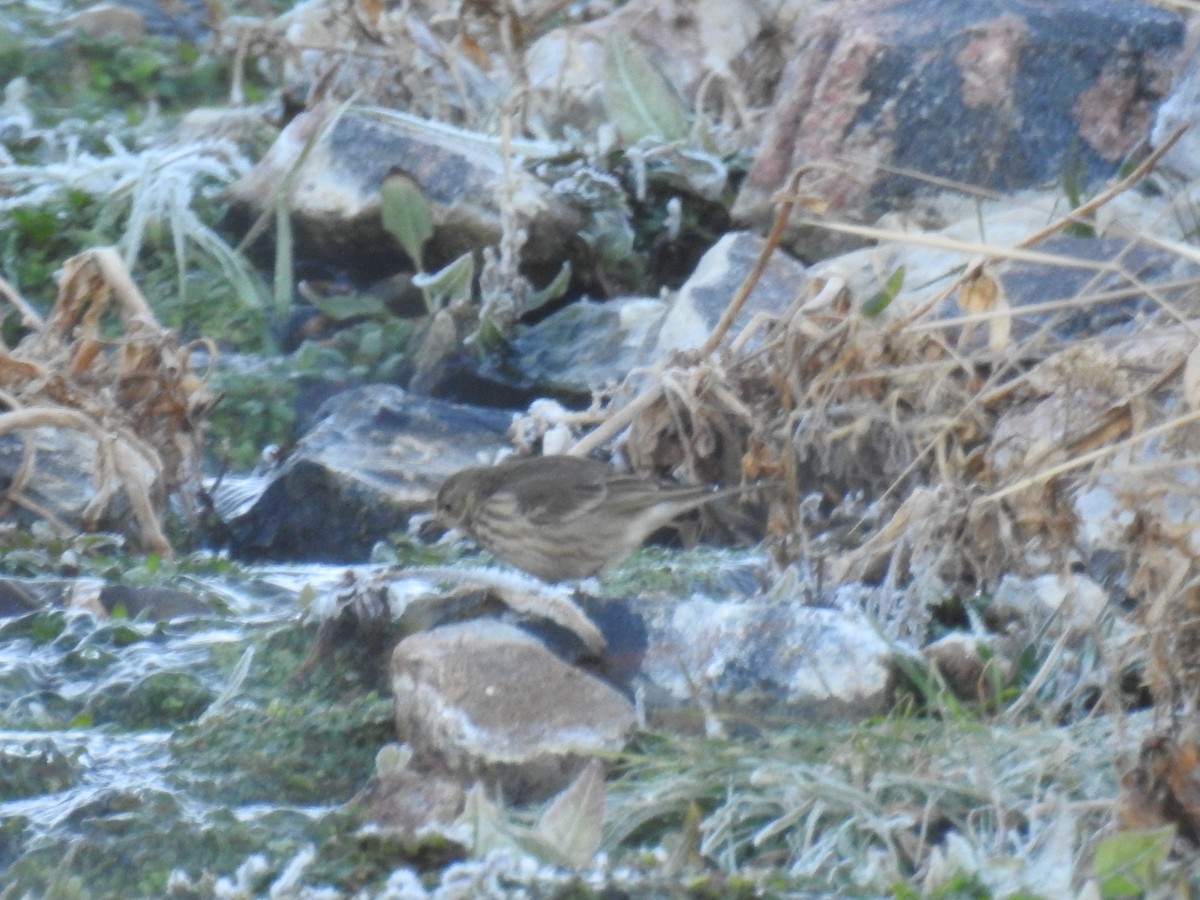 American Pipit - ML137593981