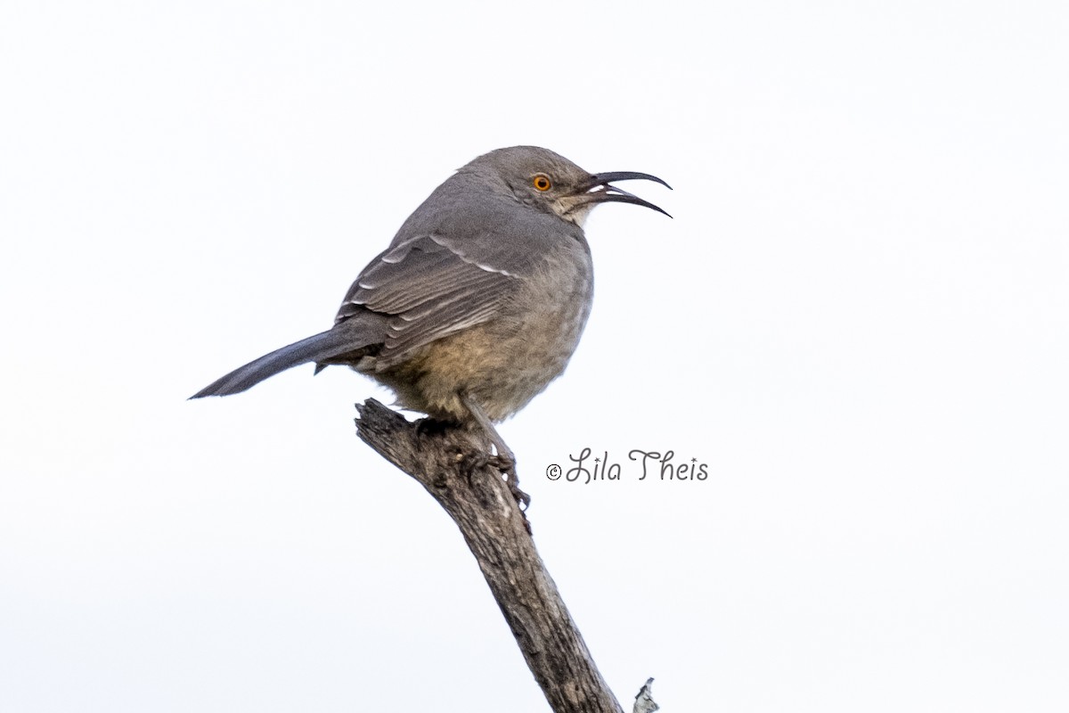 Curve-billed Thrasher (curvirostre Group) - Lila Theis