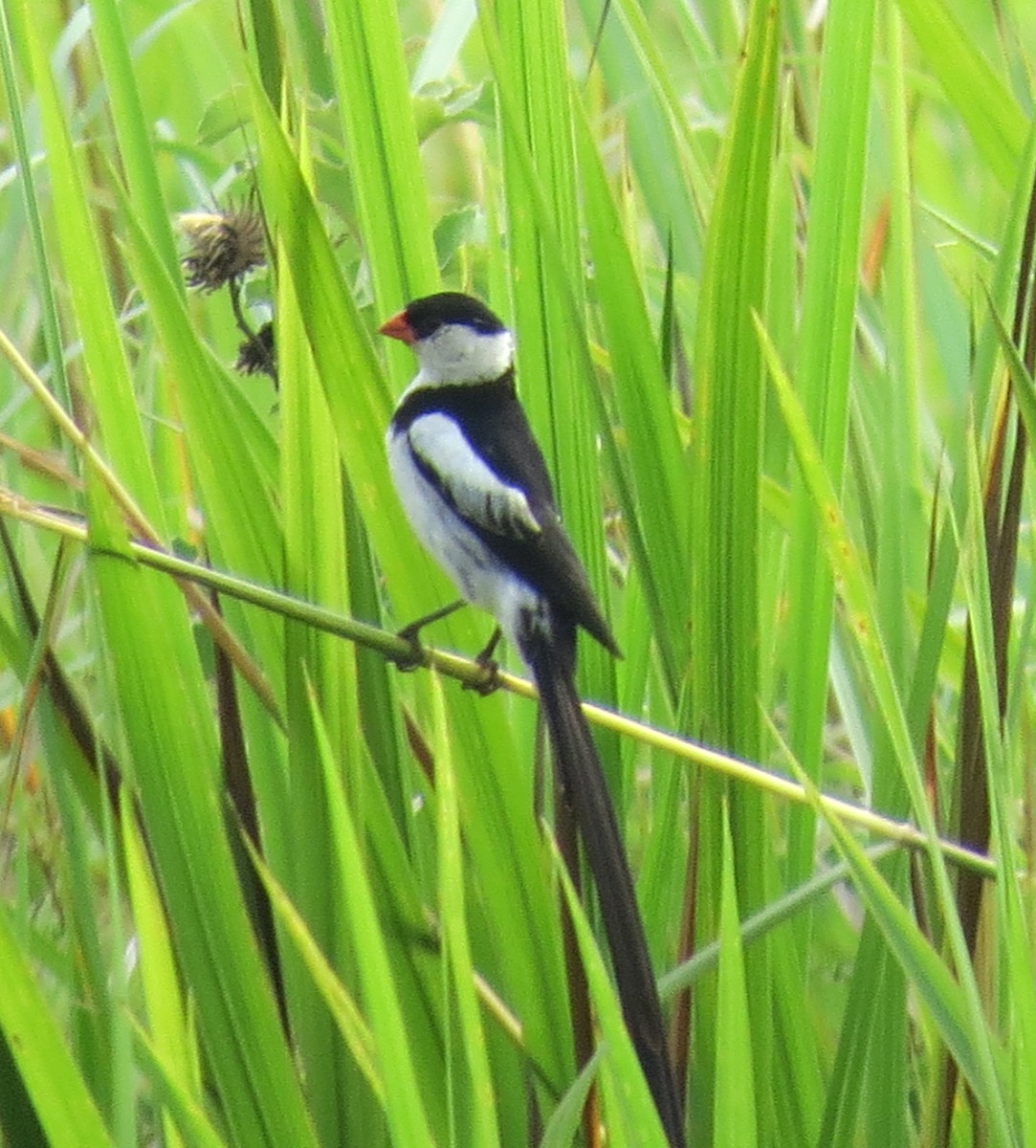 Pin-tailed Whydah - ML137596131