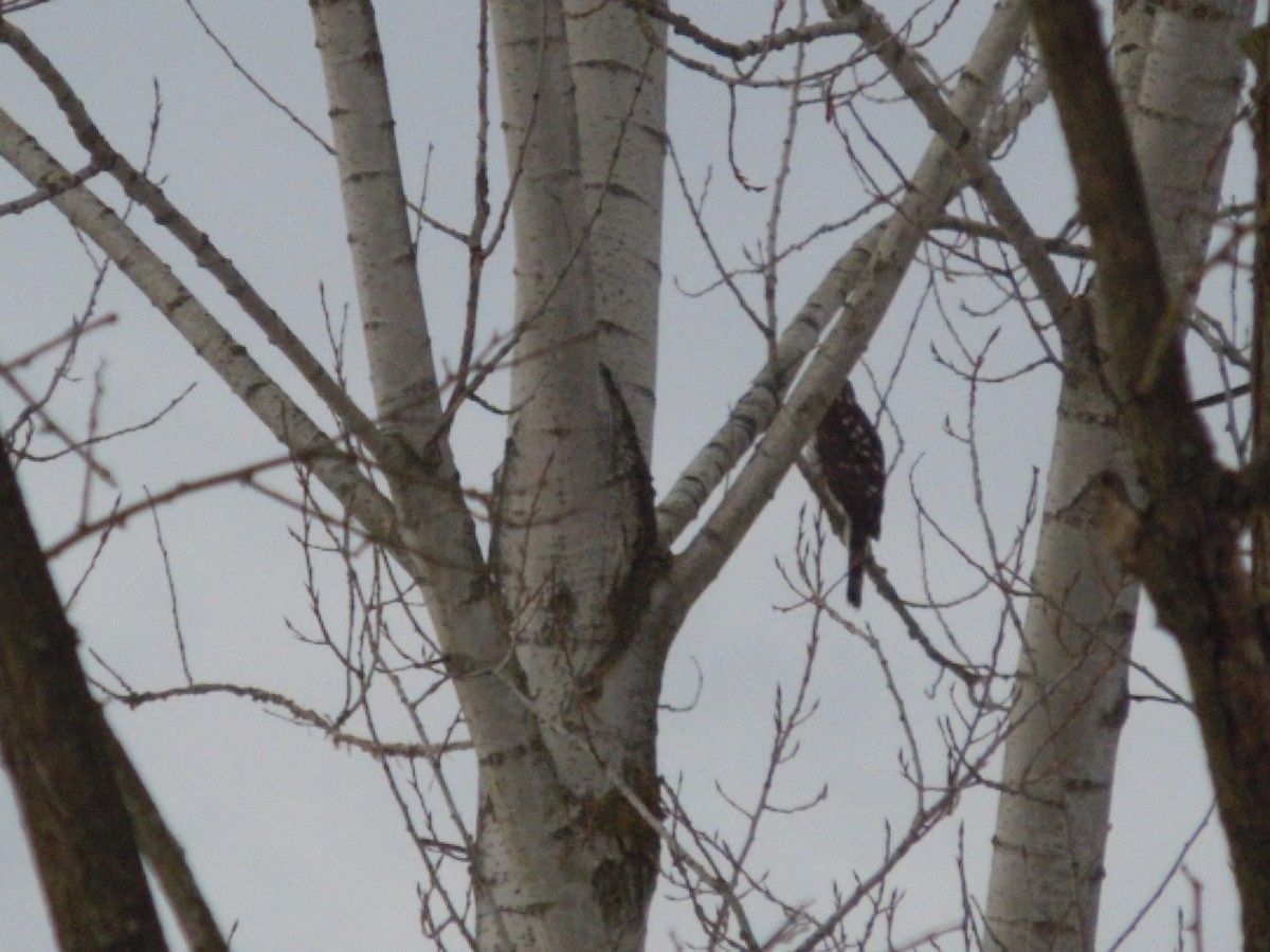 Cooper's Hawk - ML137596781