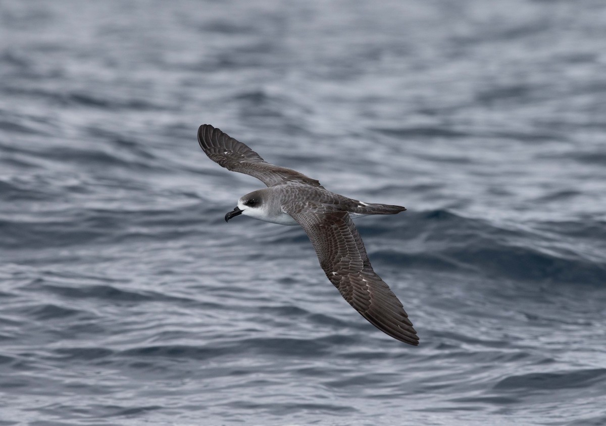 Petrel de las Juan Fernández - ML137597211