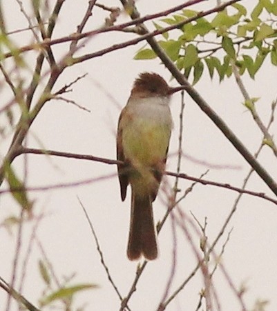 Dusky-capped Flycatcher - ML137598471