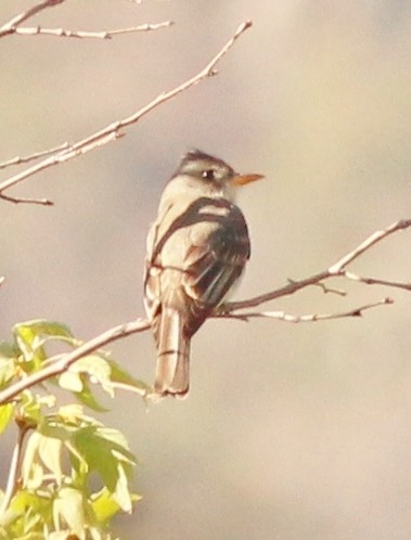 Greater Pewee - ML137599911