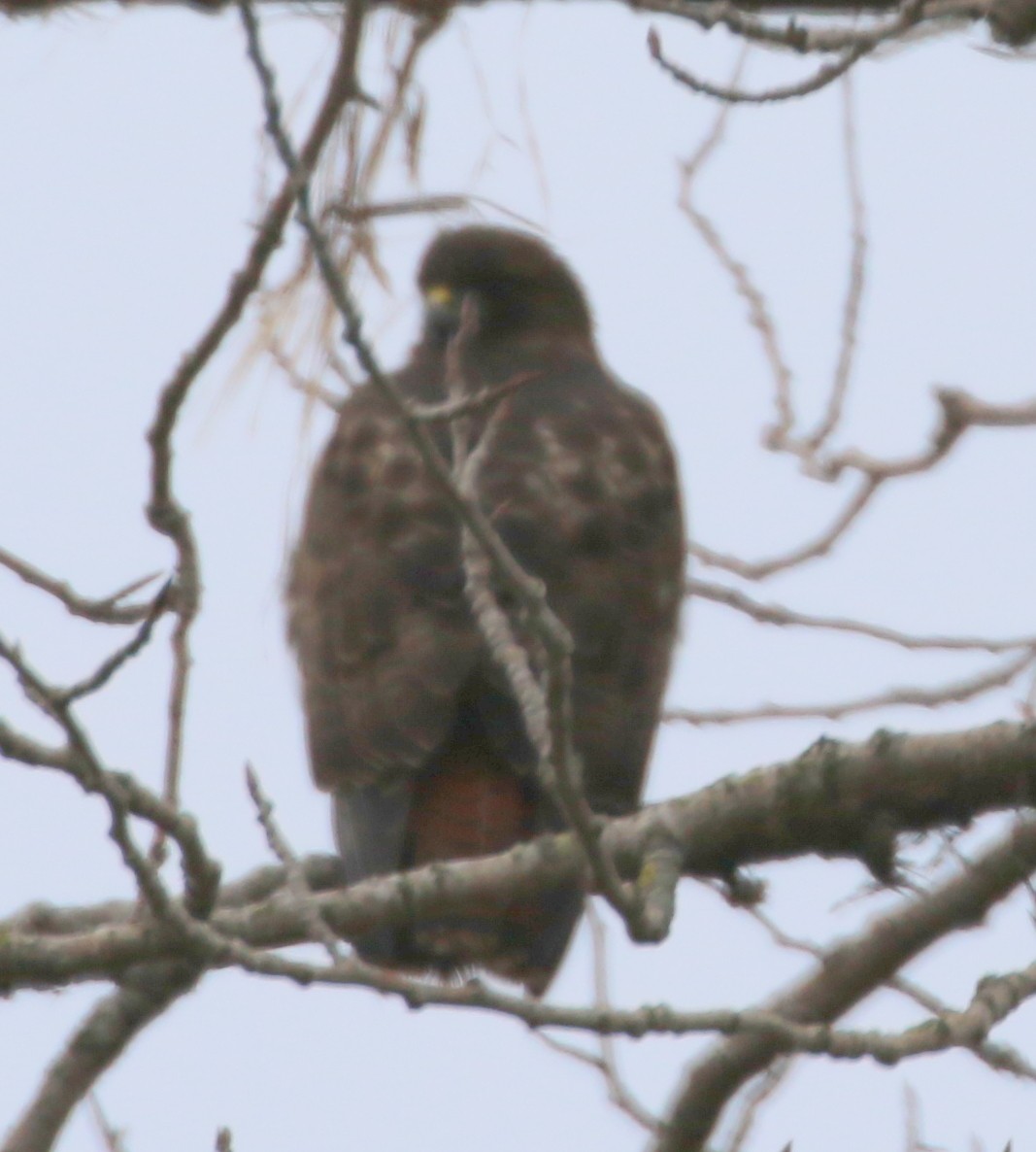 Red-tailed Hawk - ML137600701