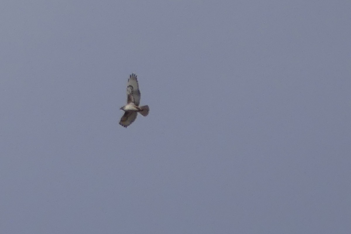 Ferruginous Hawk - ML137601011