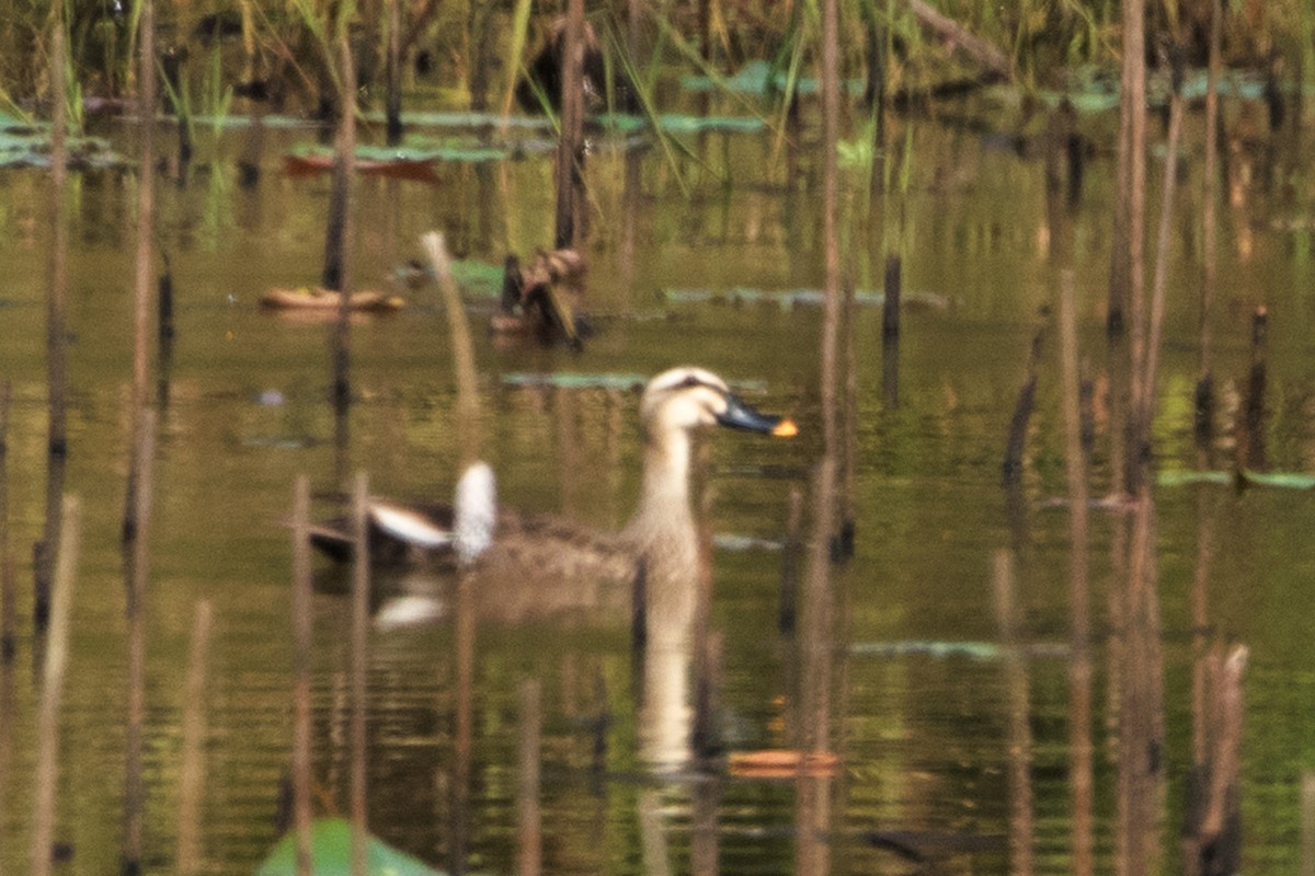 Canard de Chine - ML137601931