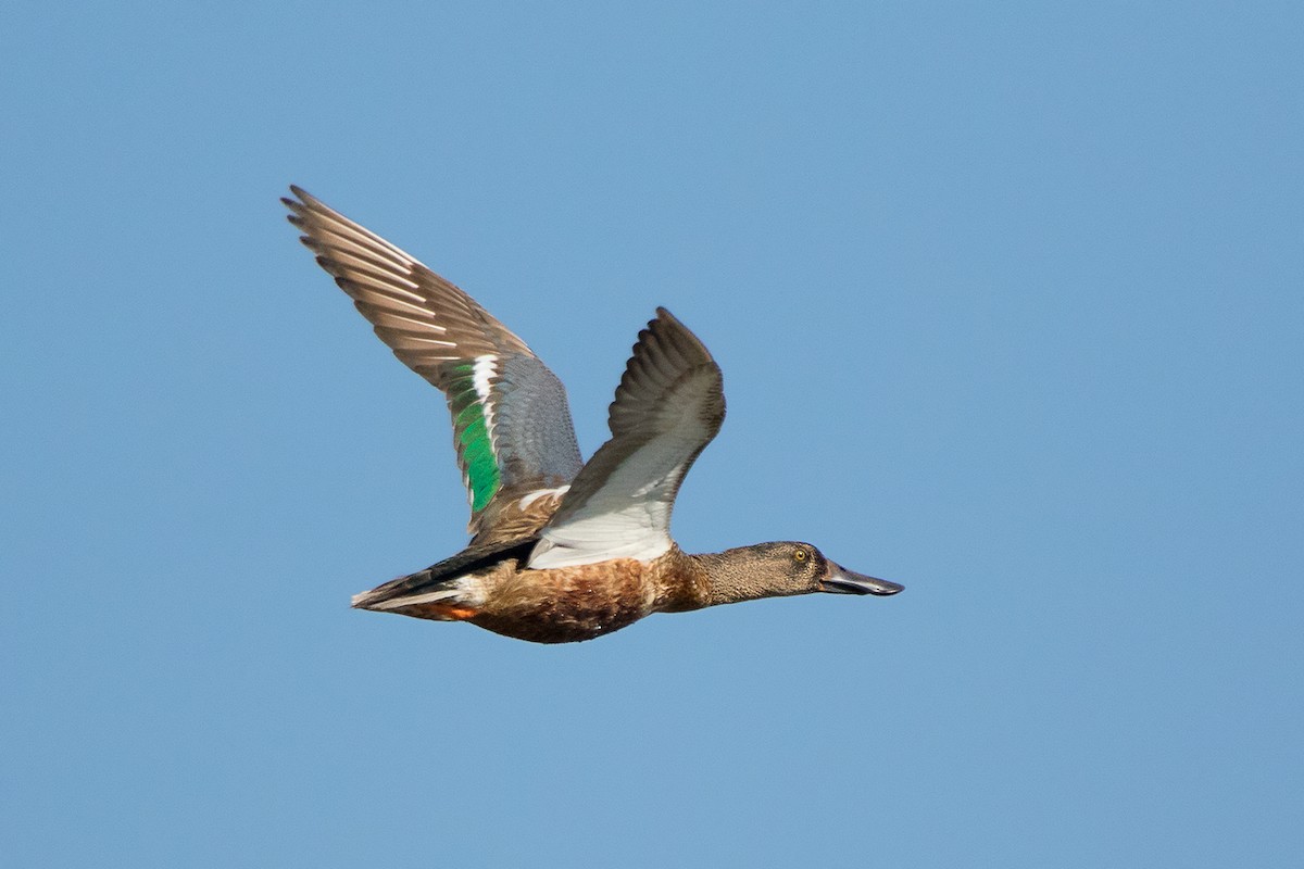 Northern Shoveler - ML137602071