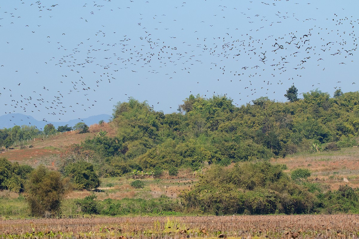 Lesser Whistling-Duck - ML137602351