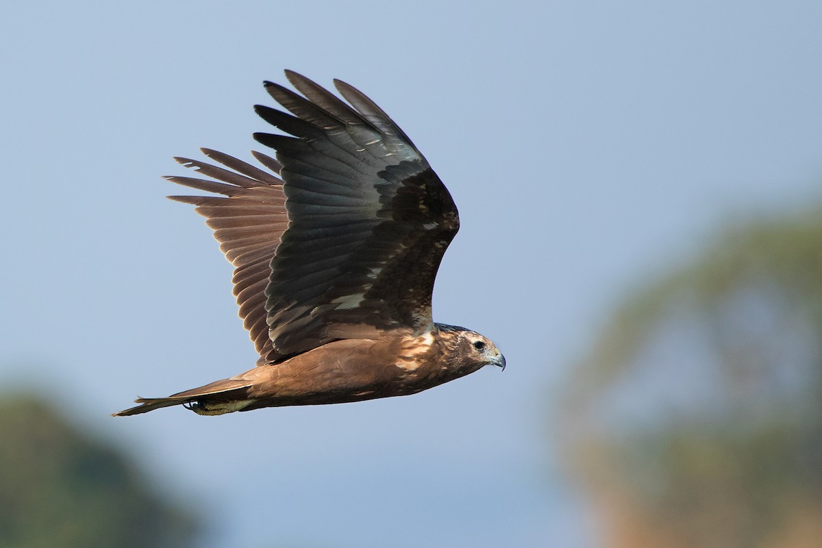 Eastern Marsh Harrier - ML137602771