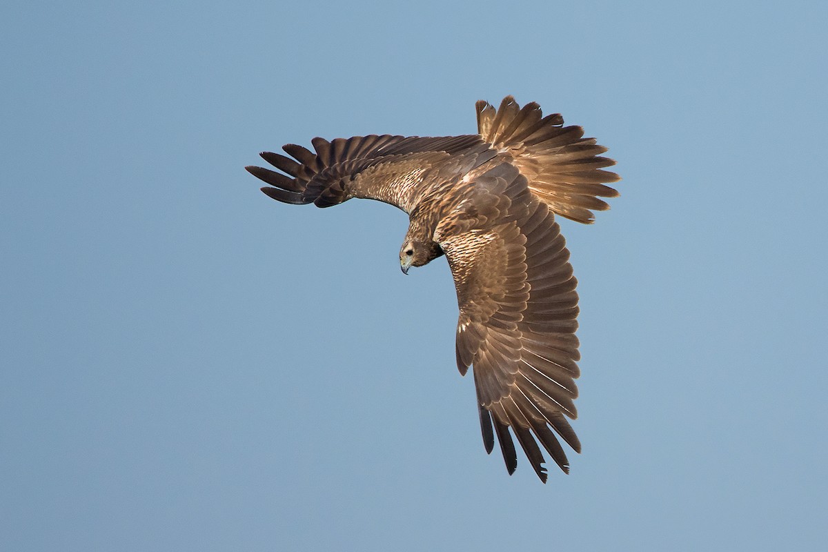 Eastern Marsh Harrier - ML137602791