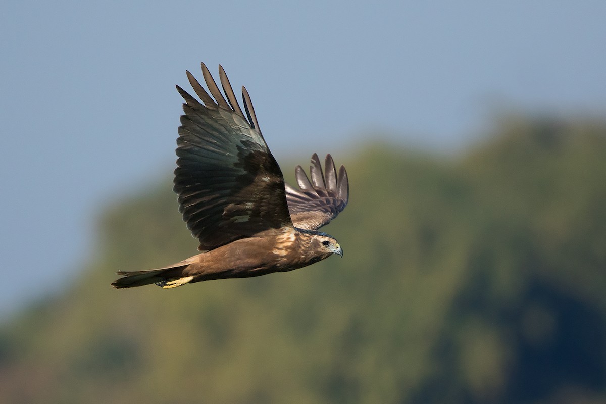 Eastern Marsh Harrier - ML137602811