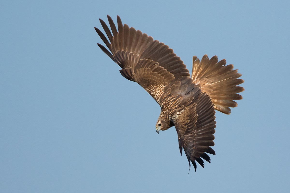 Eastern Marsh Harrier - ML137602831