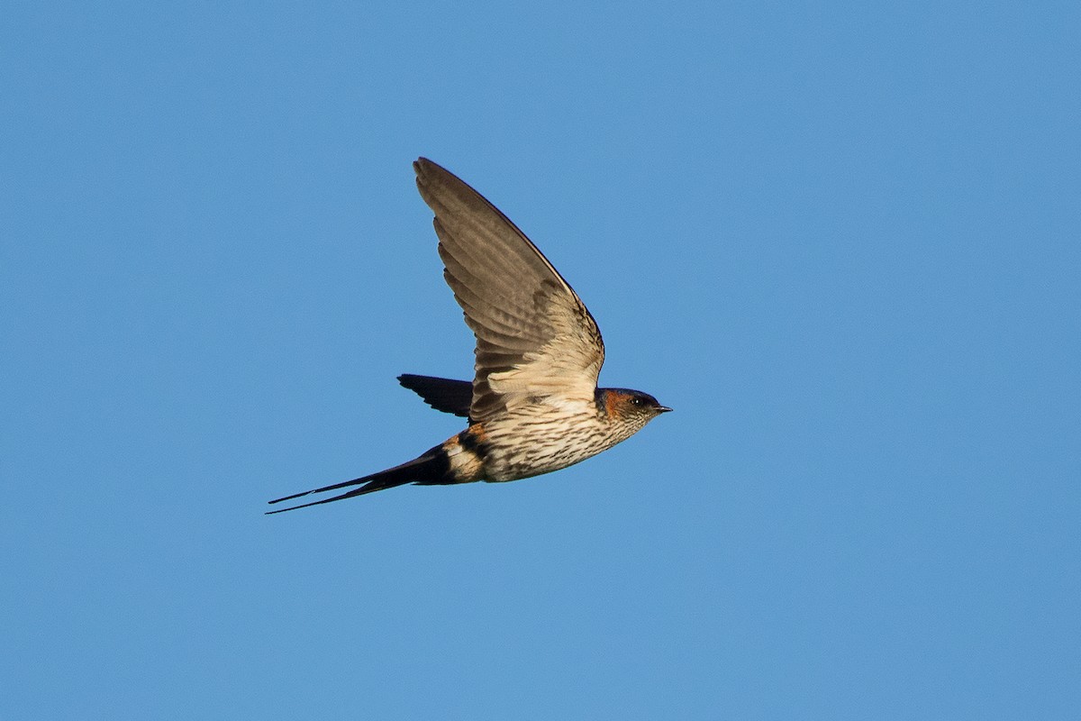 Eastern Red-rumped Swallow (Striated) - ML137603111