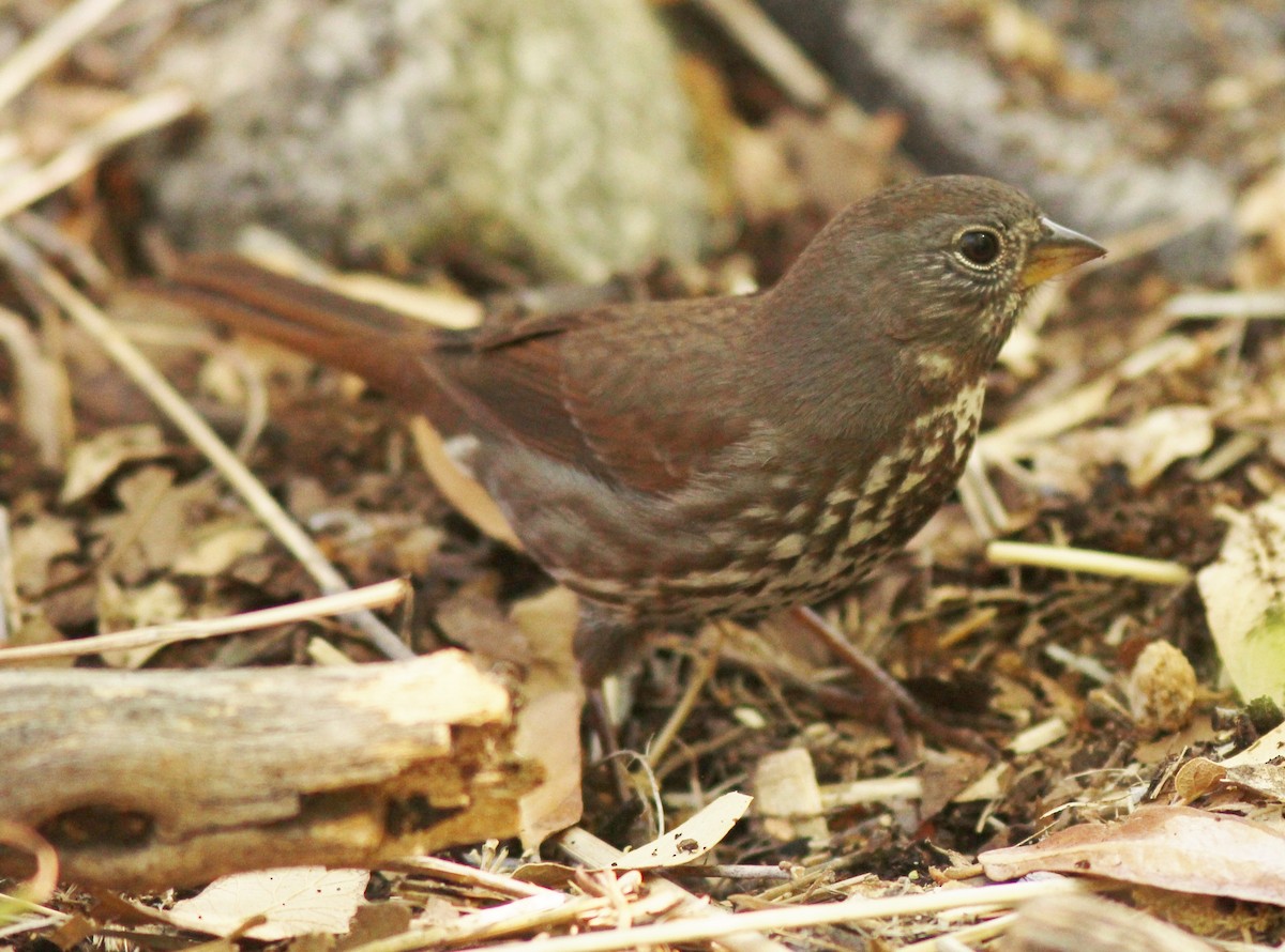 Fox Sparrow - ML137604581