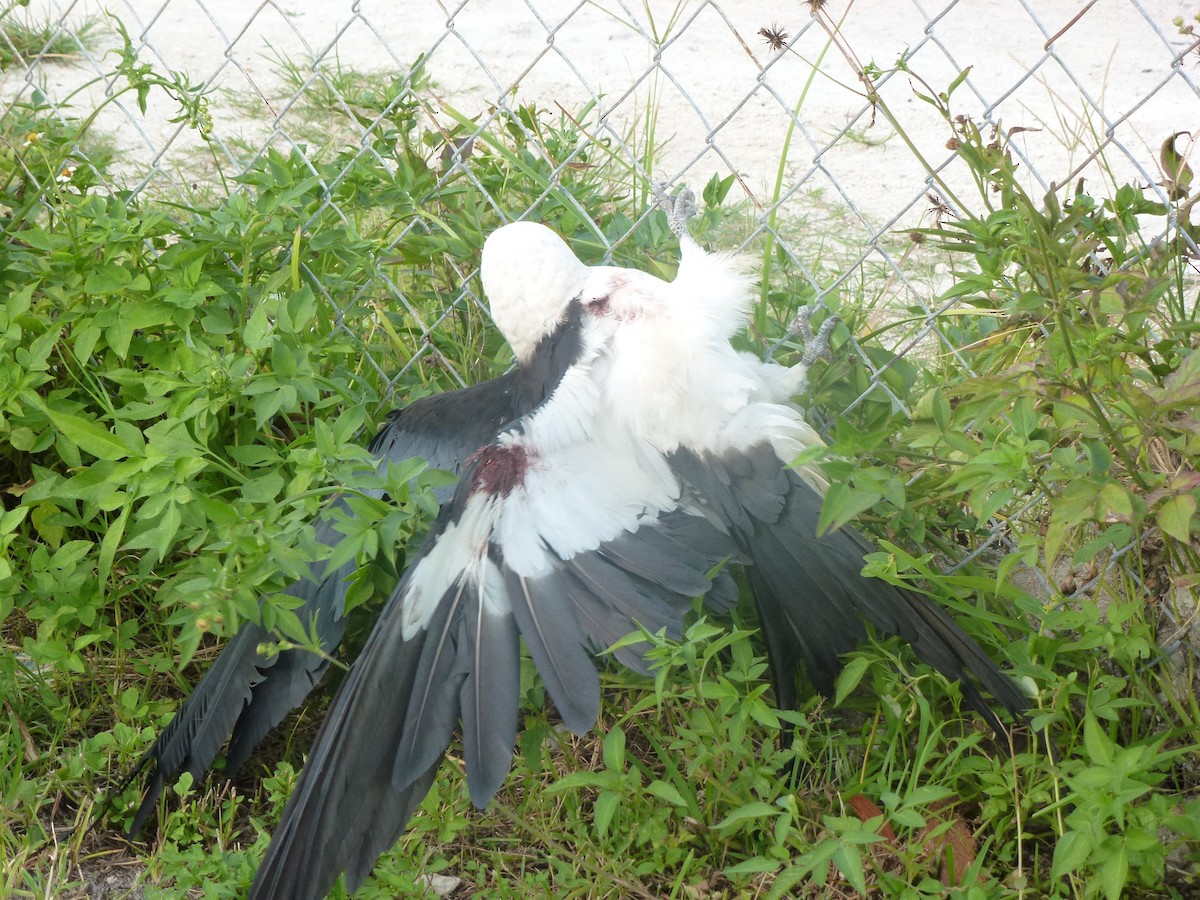 Swallow-tailed Kite - Monique Visser