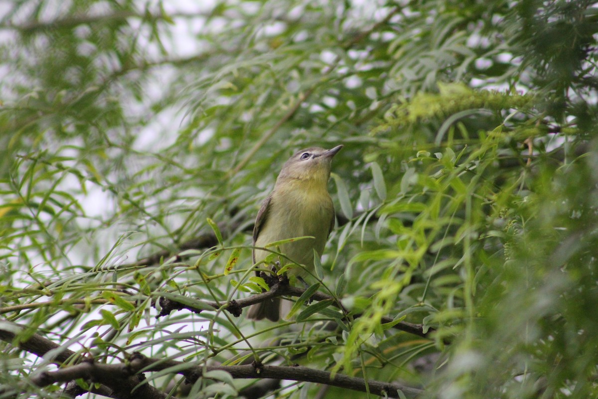 Philadelphia Vireo - ML137606991