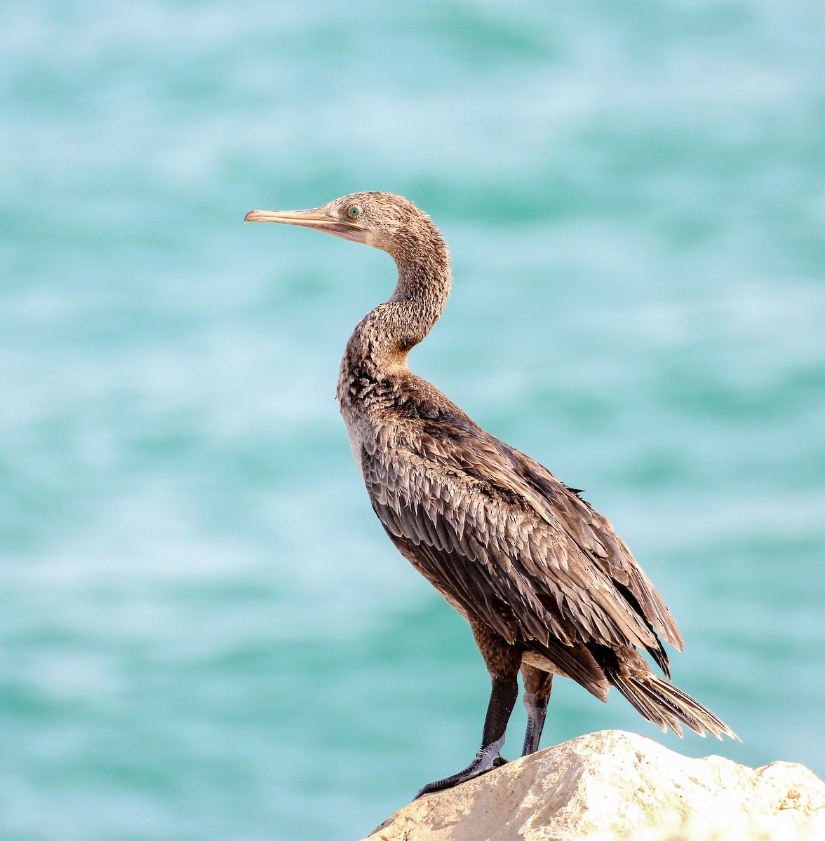 Socotra Cormorant - ML137608571