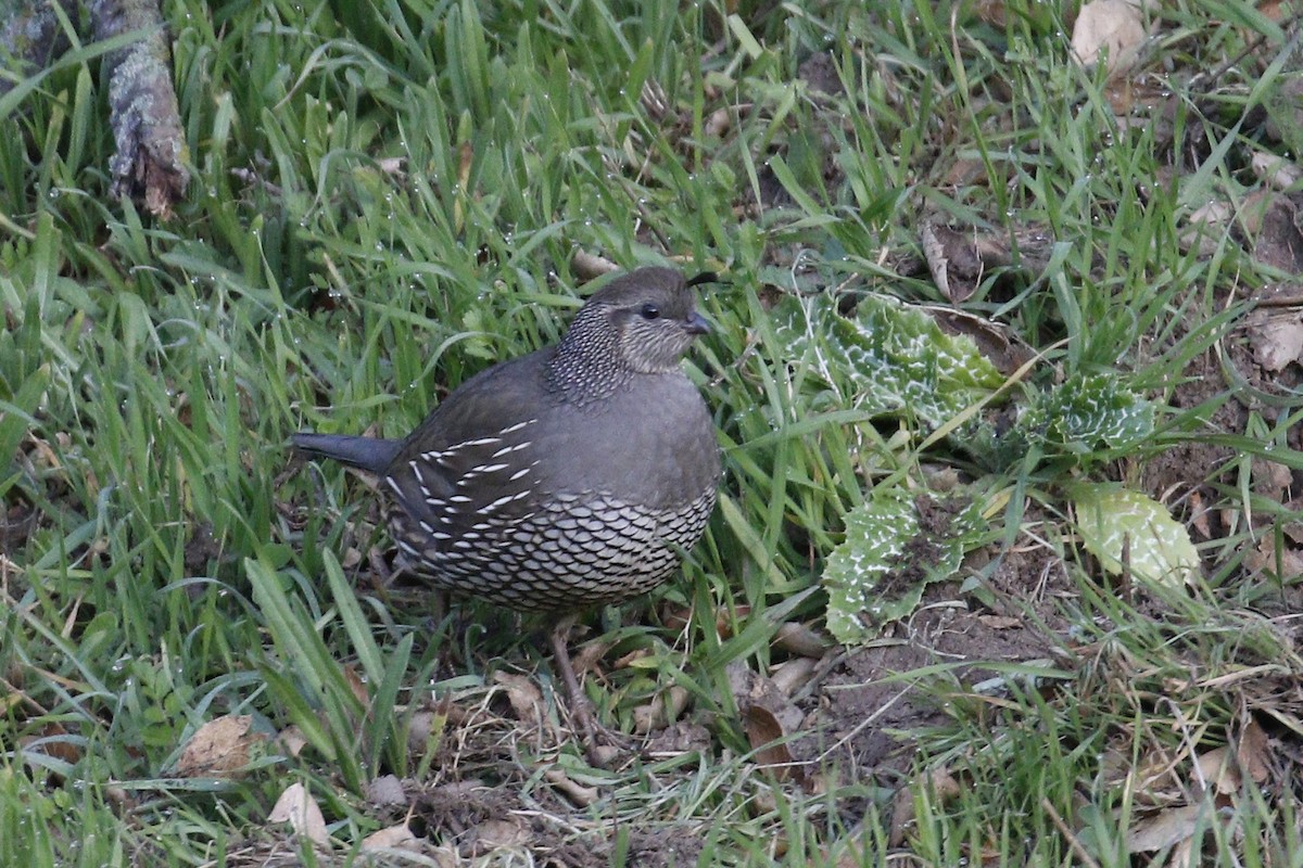 California Quail - ML137608931