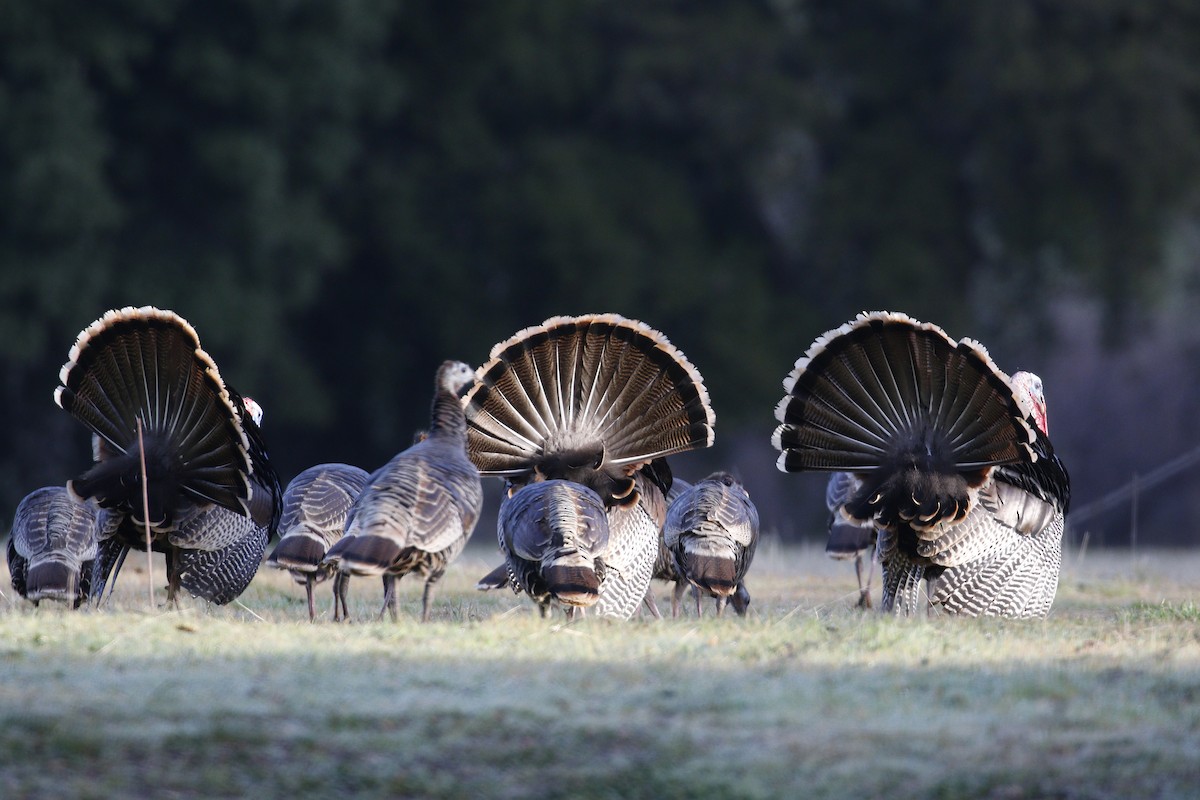 Wild Turkey - Donna Pomeroy