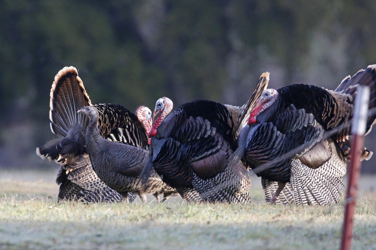 Wild Turkey - Donna Pomeroy