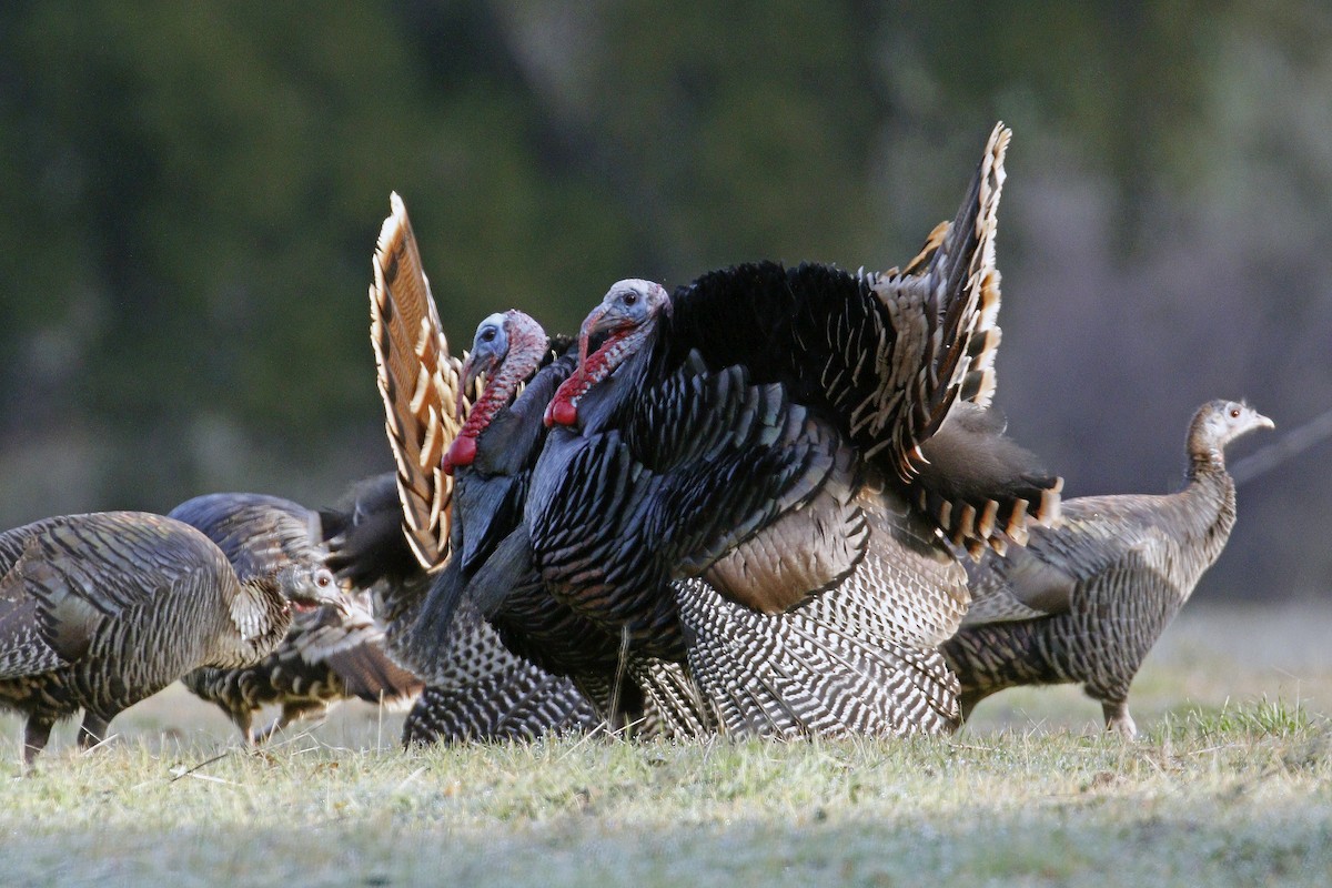 Wild Turkey - ML137609061