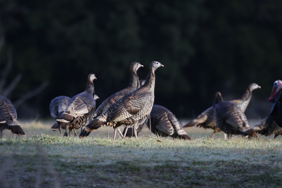 Wild Turkey - ML137609151