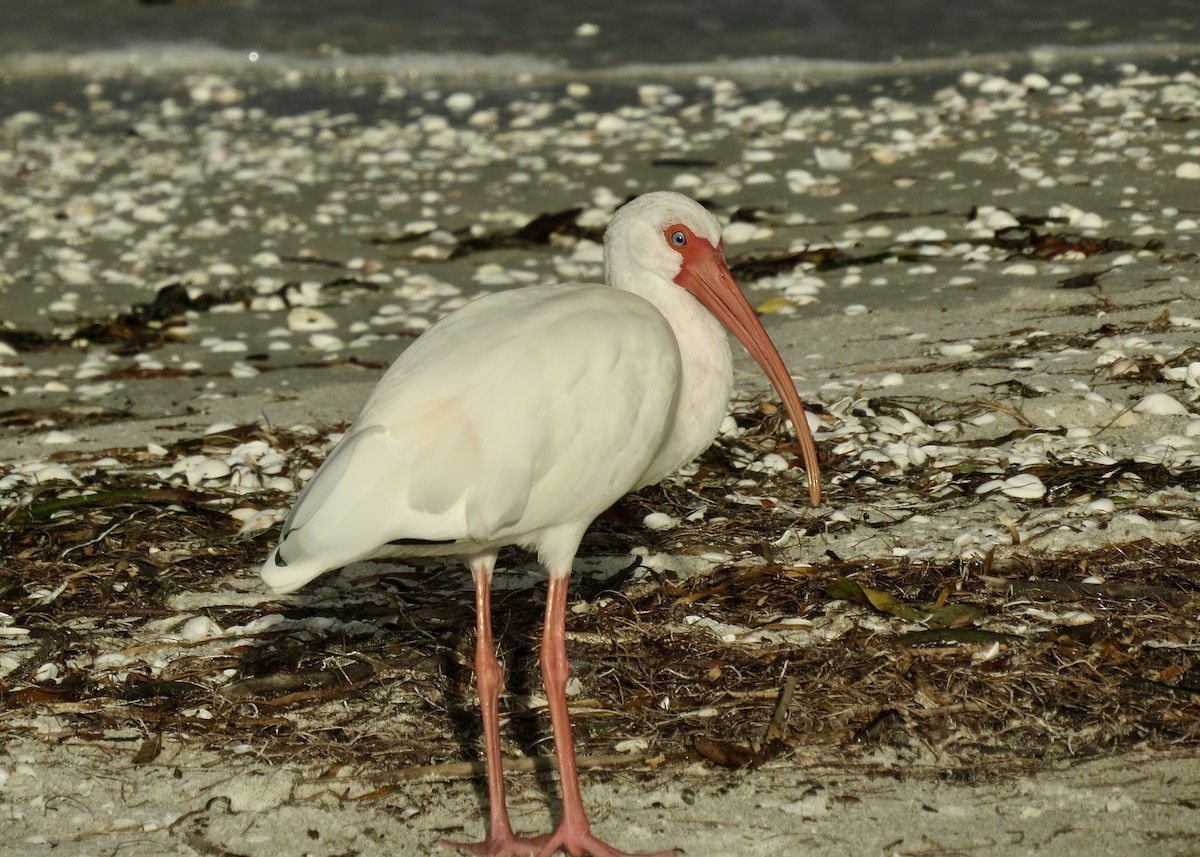 ibis bílý - ML137609451