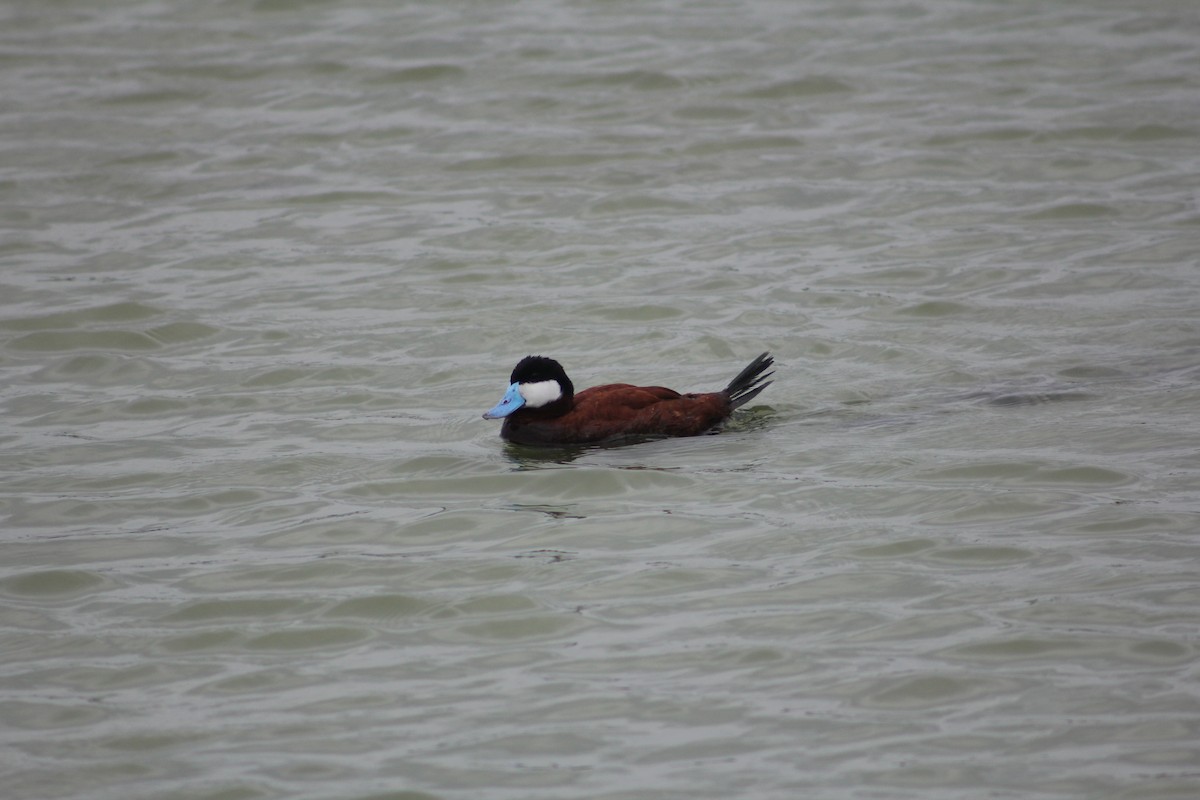 Ruddy Duck - ML137609581