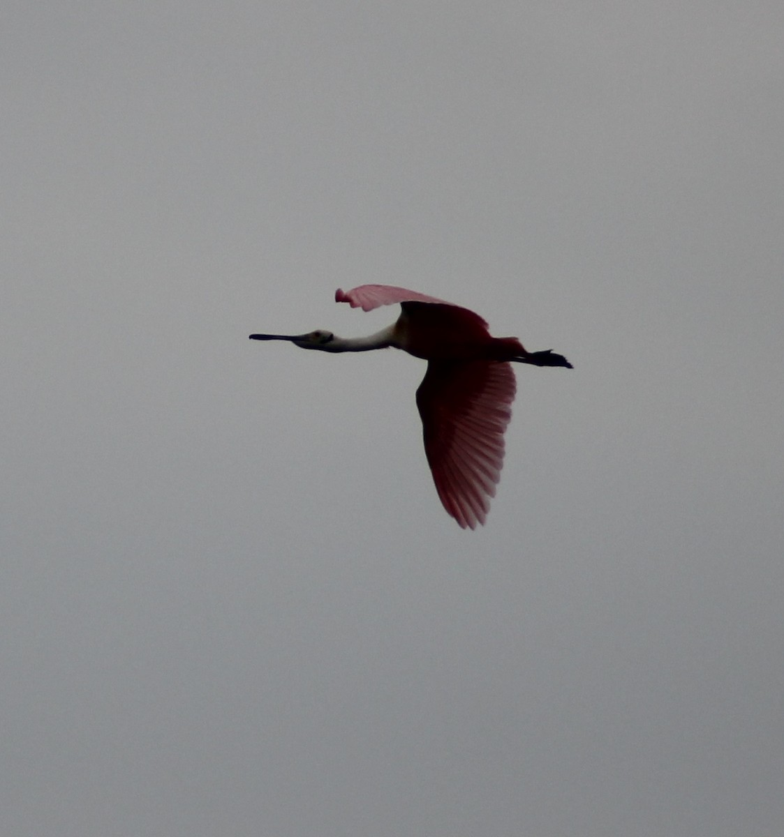 Roseate Spoonbill - ML137609681