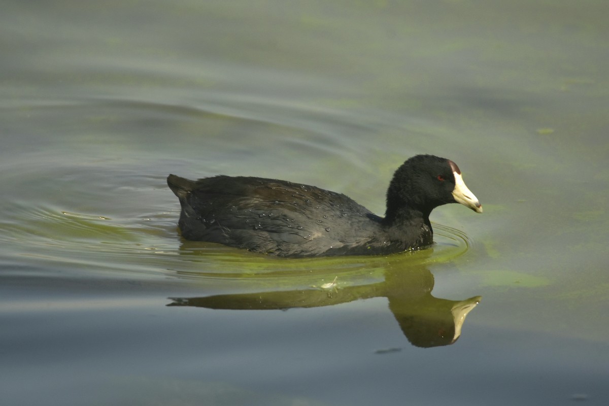 American Coot - Luis Uriel Correa Vera