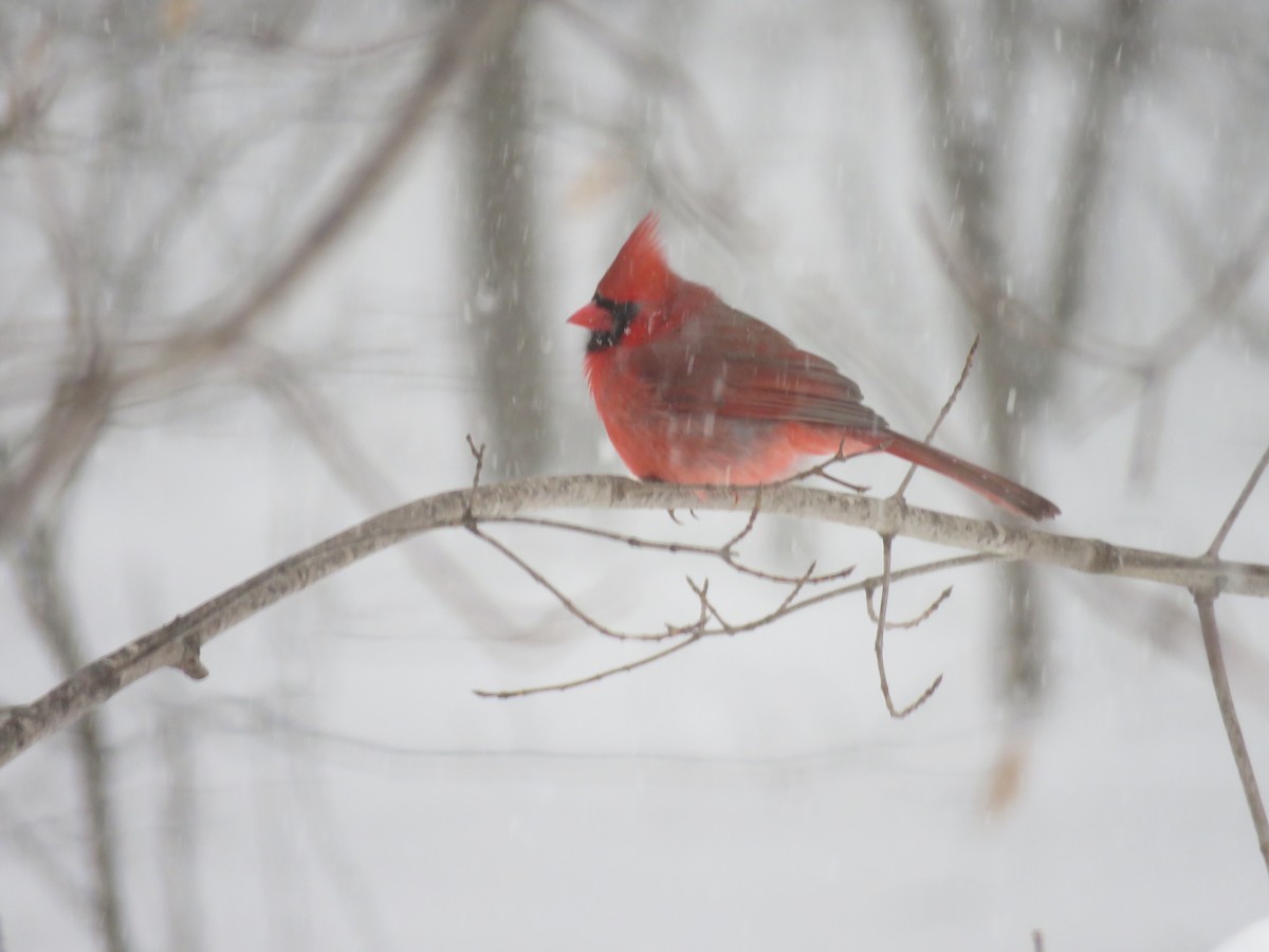 Northern Cardinal - ML137610091