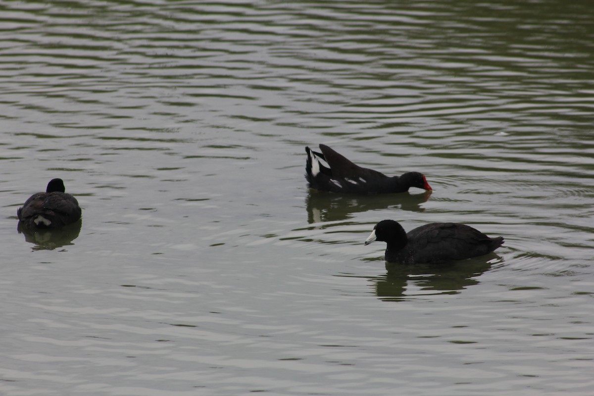 American Coot - ML137610521