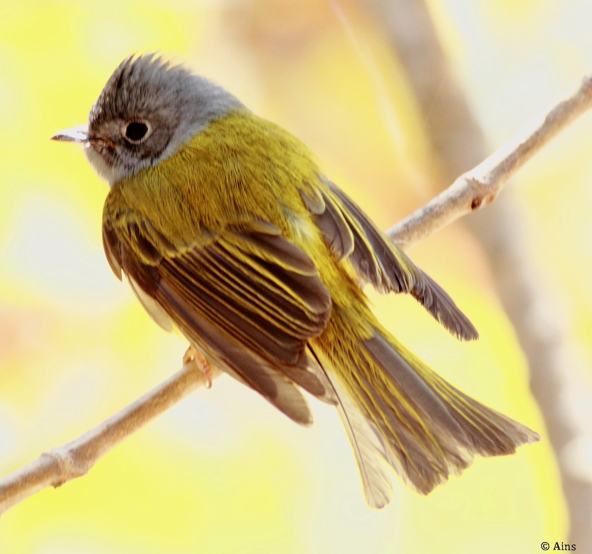 Gray-headed Canary-Flycatcher - ML137610691