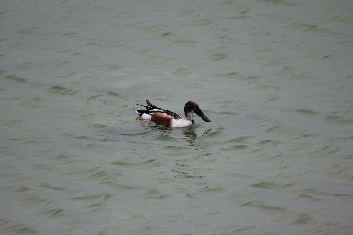 Northern Shoveler - ML137610831