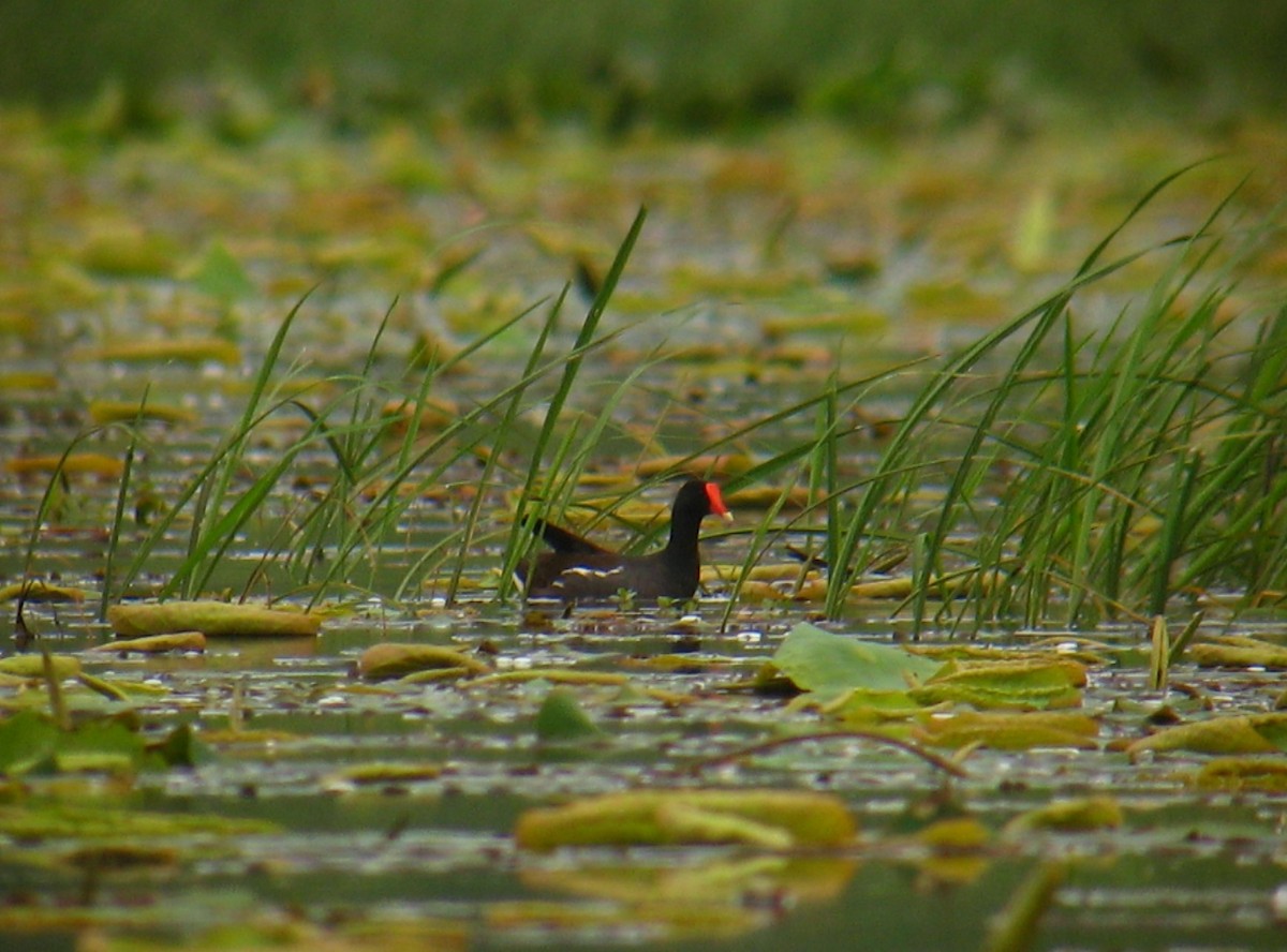 Common Gallinule - ML137611651