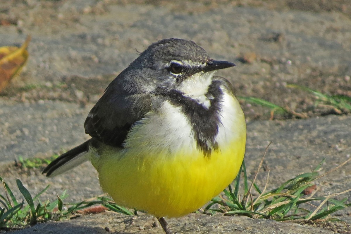 Madagascar Wagtail - ML137611801