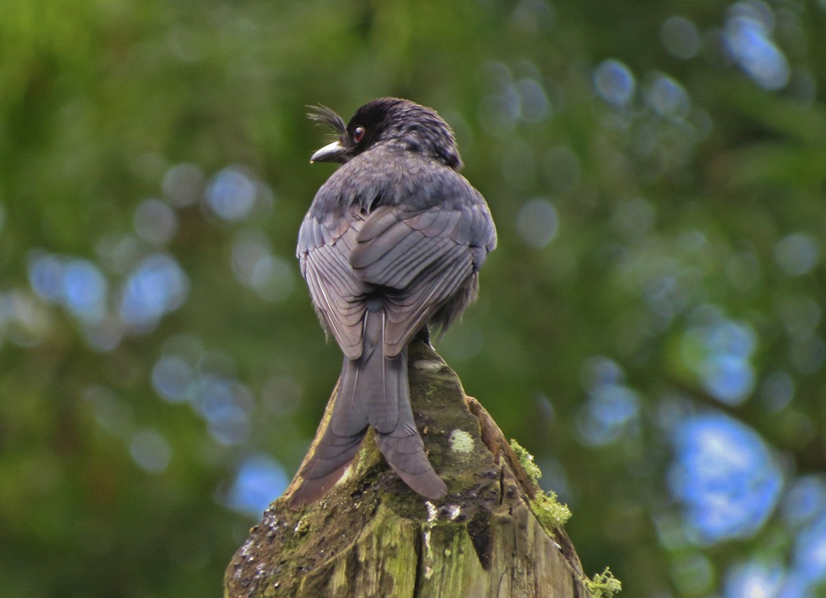 Crested Drongo (Madagascar) - ML137612261