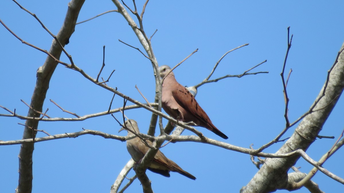 Ruddy Ground Dove - Jorge Alcalá