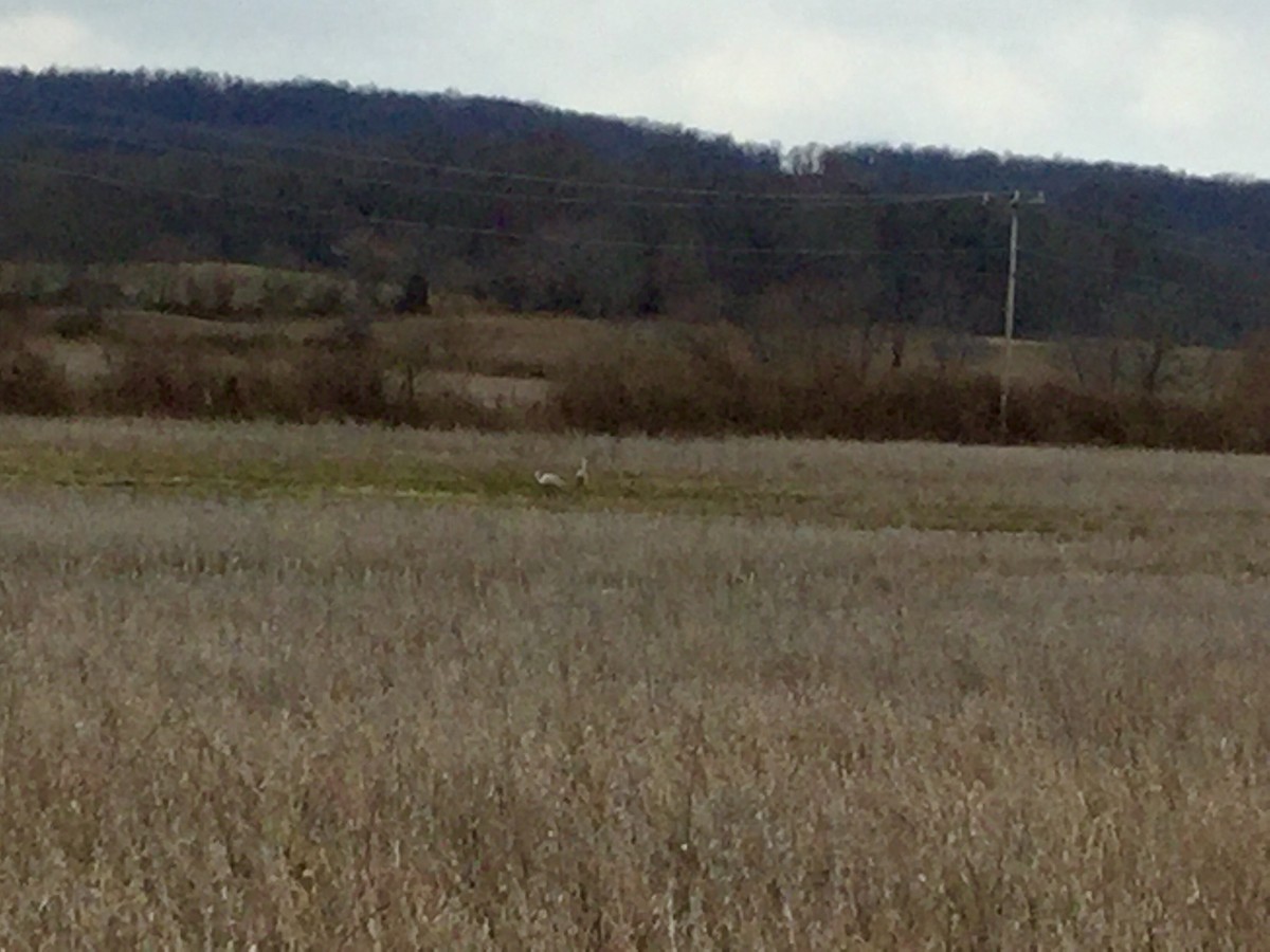 Sandhill Crane - ML137612541