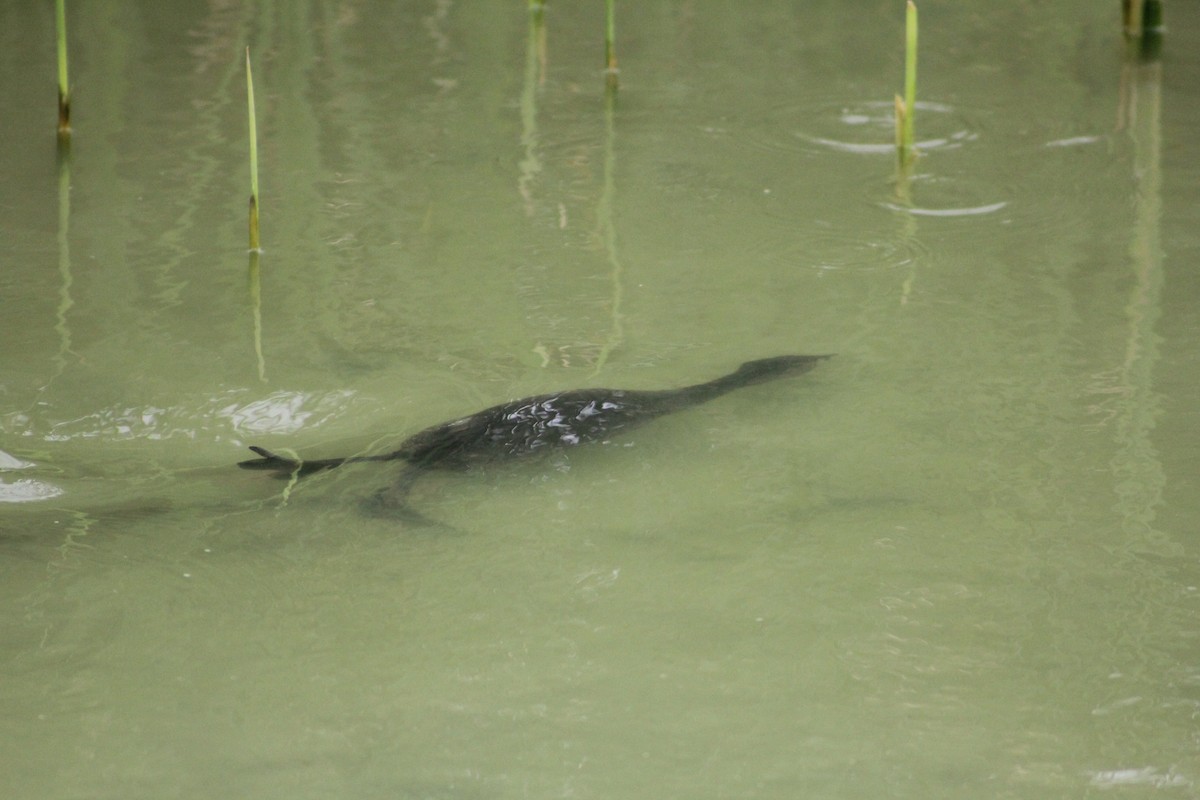 Pied-billed Grebe - ML137613031