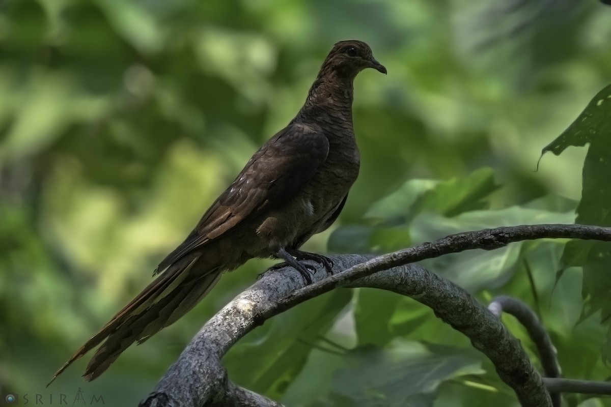 Andaman Cuckoo-Dove - Sriram Reddy