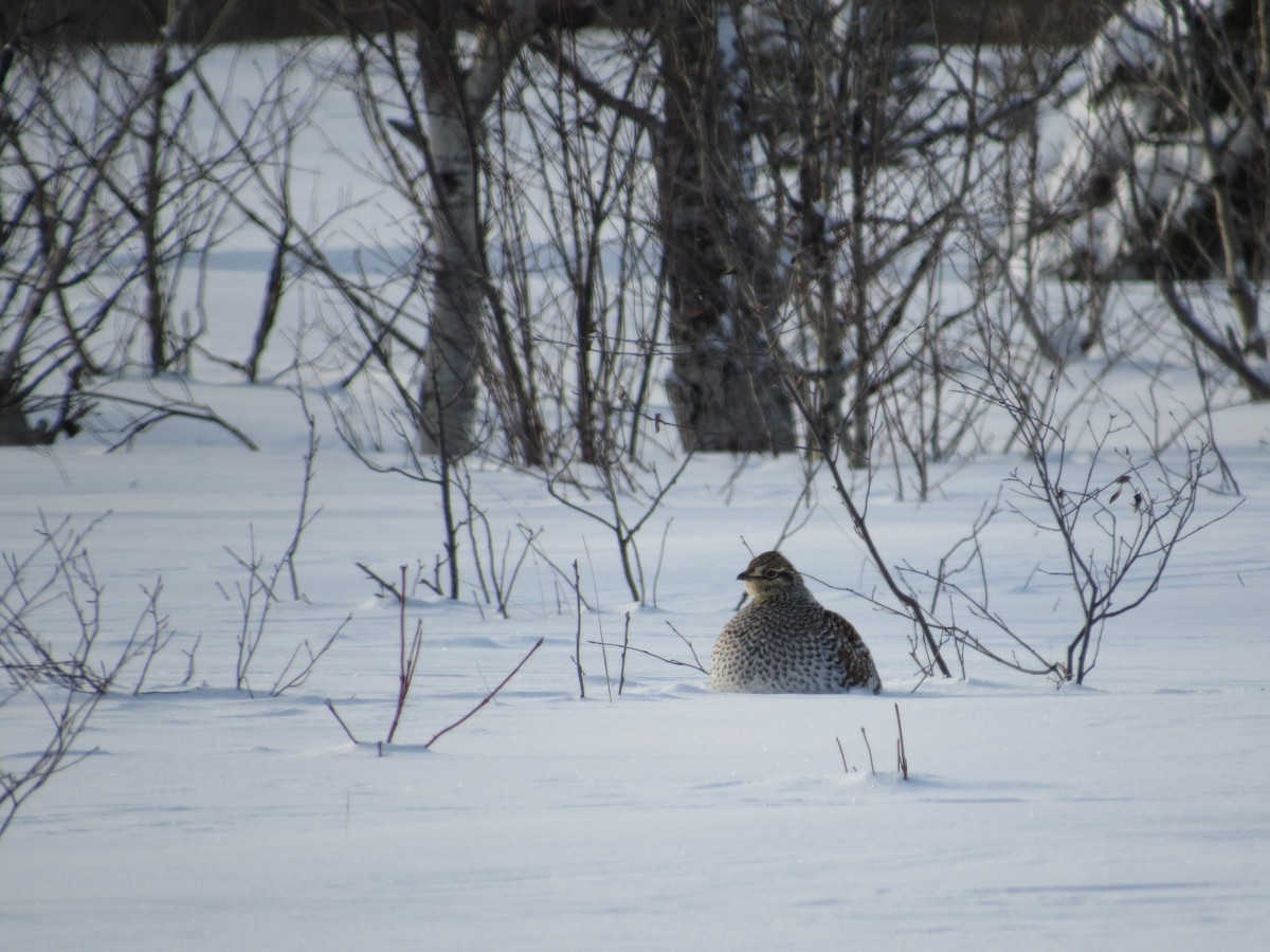 Sharp-tailed Grouse - ML137614251