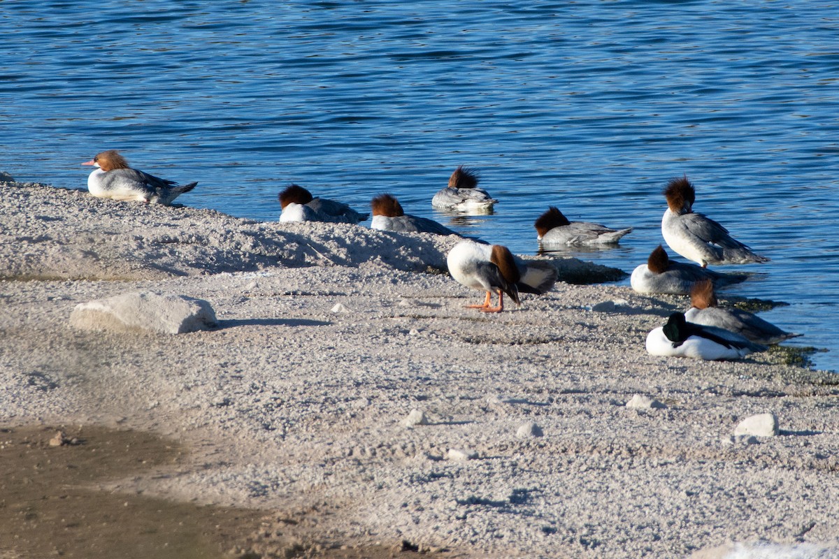 Common Merganser - ML137614611