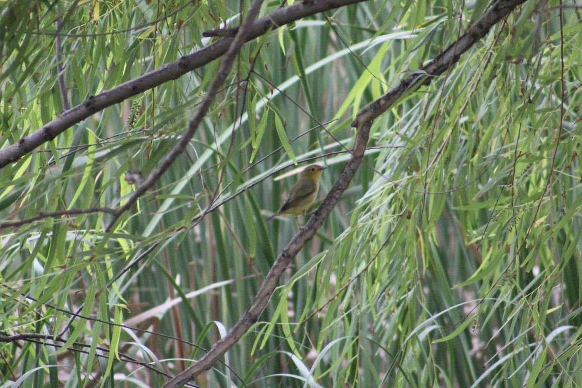 Yellow Warbler - ML137615051