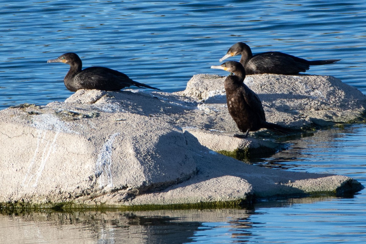 Neotropic Cormorant - ML137615201